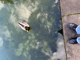 Duck