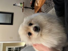 Marti